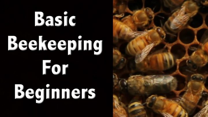 A Simple Guide to Starting a Beehive (Video)