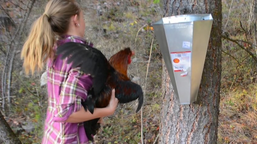 First Time Butchering Chickens (Video)