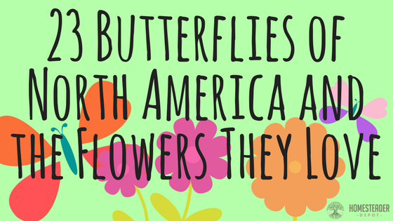 North American Butterflies and the Flowers They Love (Infographic)