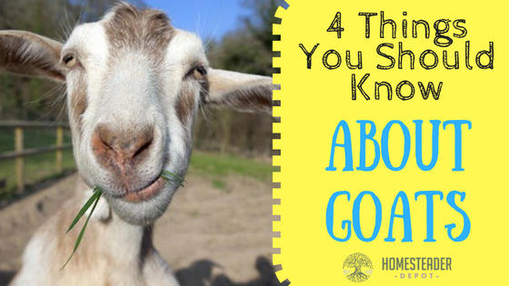 4 Things to Know About Goats Before You Get Them