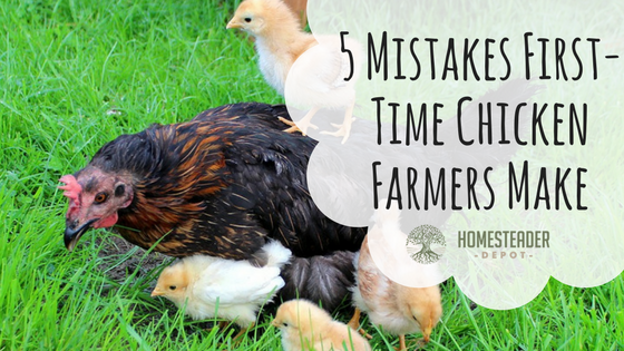 5 Mistakes First-Time Chicken Farmers Make