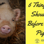 6 Things You Should Do Before Getting Piglets