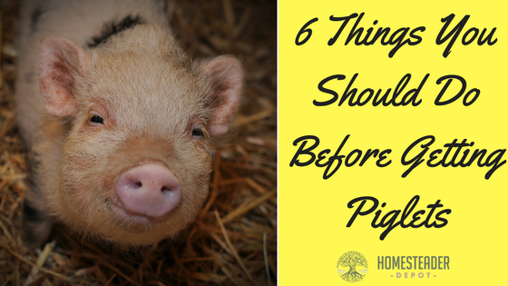 6 Things You Should Do Before Getting Piglets