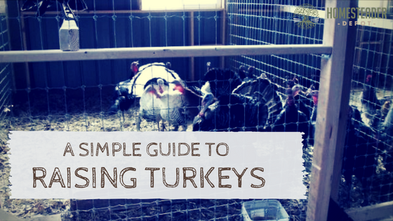 A Simple Guide to Raising Turkeys