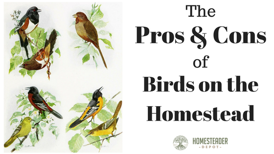 Pros and Cons of Birds on a Homestead
