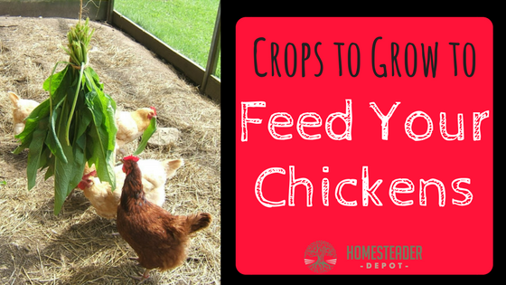 Crops to Grow to Feed Your Chickens