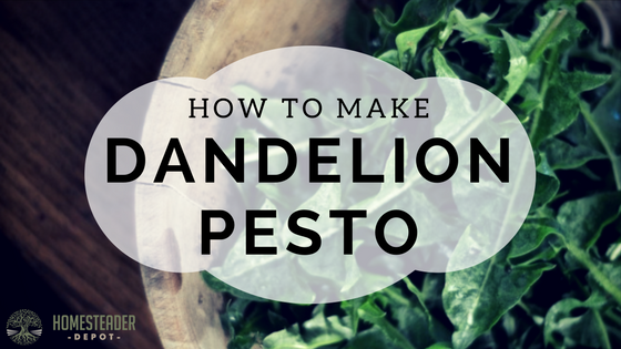 Dandelion Pesto Recipe