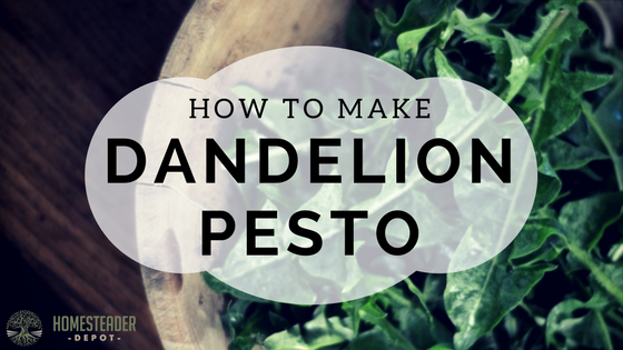 DANDELION PESTO