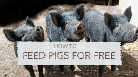 How to Feed a Pig for Free