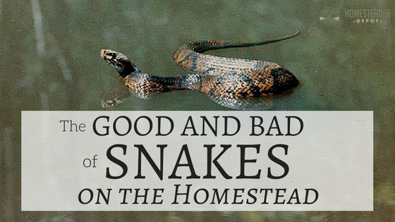 The Good and Bad of Snakes on the Homestead