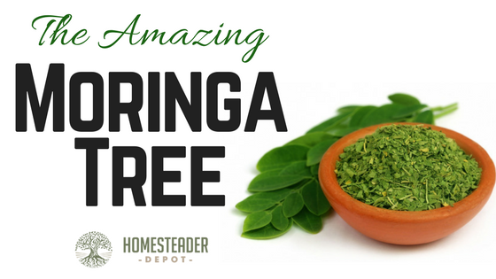 The Amazing Moringa Plant