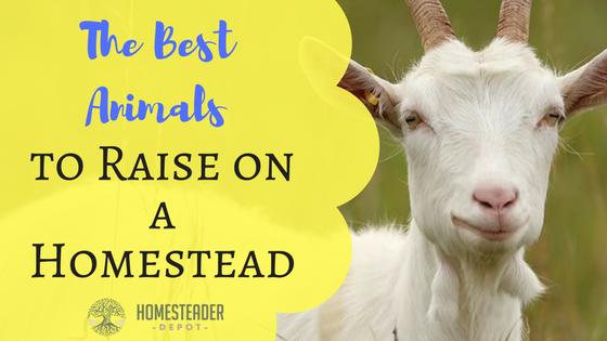 The Best Animals to Raise on a Homestead