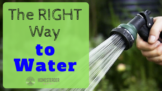 The Right Way to Water Your Plants