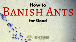 How to Permanently Get Rid of Ants