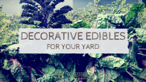 decorative Edibles