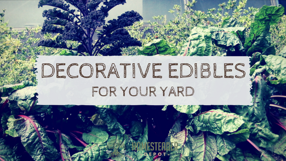 Most Decorative Edibles for Your Yard