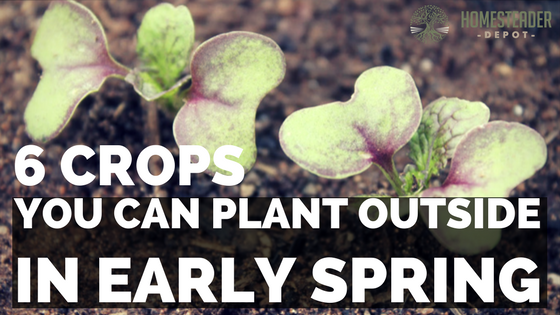 6 Crops You Can Plant Outside in Early Spring