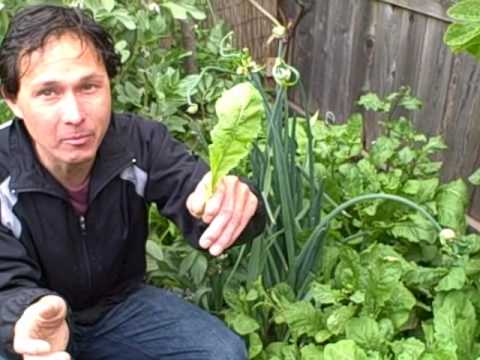 Growing Calcium in Your Garden (Video)