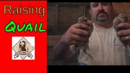 Raising Quail (Video)
