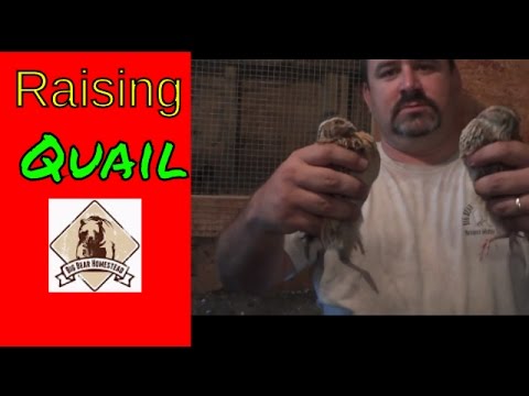 Raising Quail (Video)