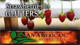 Growing Strawberries In Gutters (Video)