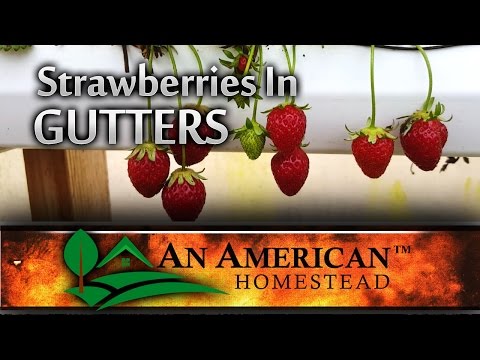 Growing Strawberries In Gutters (Video)