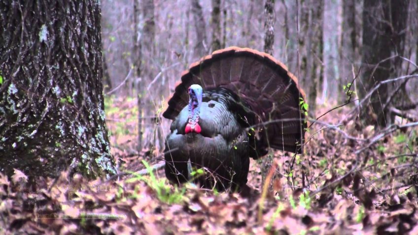 Opening Day-Georgia Spring Turkey Hunting (Video)