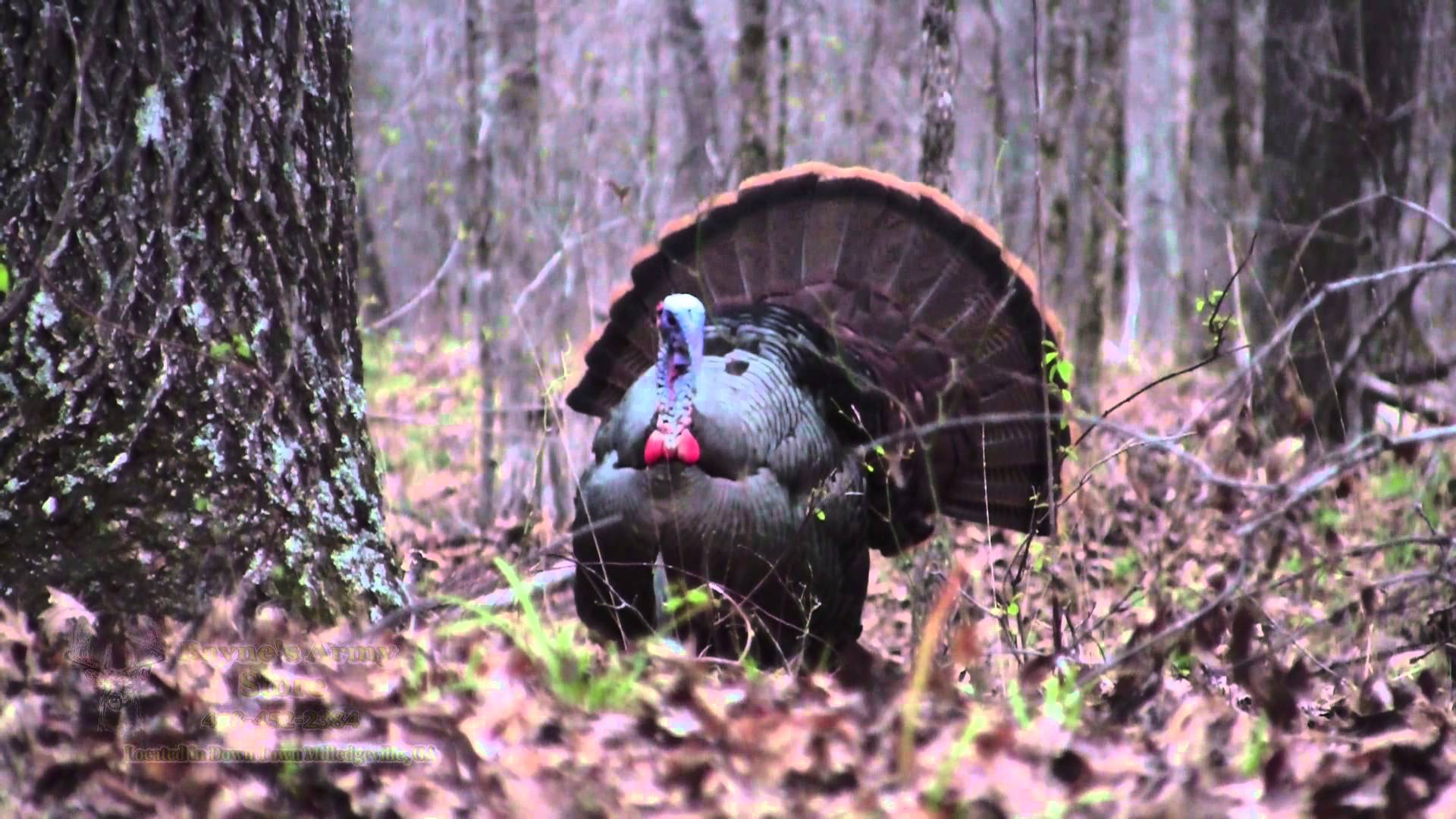 Opening Spring Turkey Hunting (Video) Homesteader