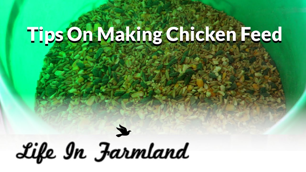 Making Chicken Feed: Pros and Cons (Video)