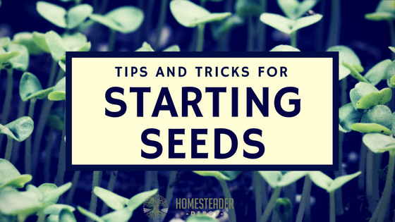 Tips and Tricks for Starting Seeds
