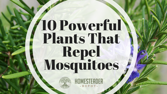 10 Powerful Plants That Repel Mosquitoes