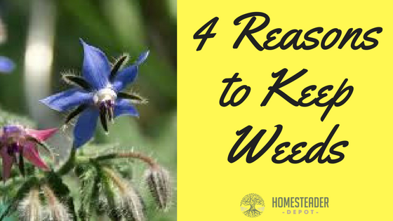 4 Reasons to Keep Weeds