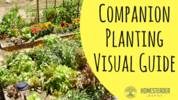 Companion Planting Visual Guide (Infographic)