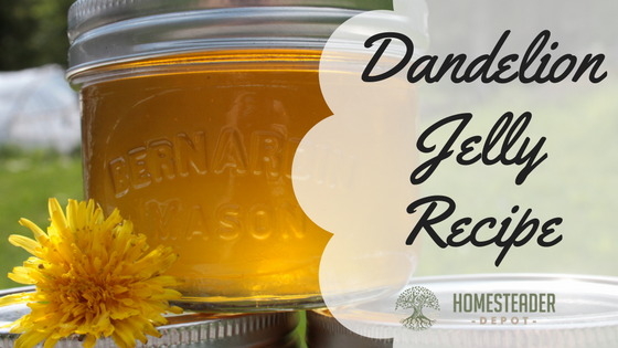 Dandelion Jelly Recipe