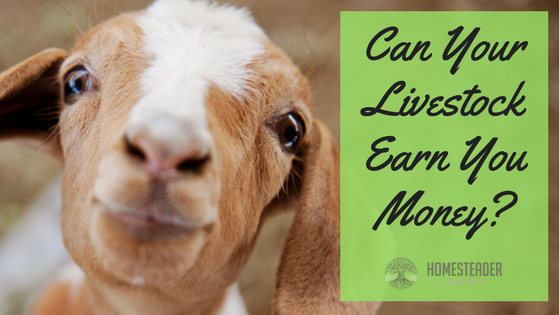 Can Your Livestock Make Money for You?