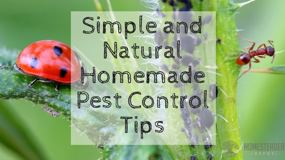 Simple and Natural Homemade Pest Control Tips