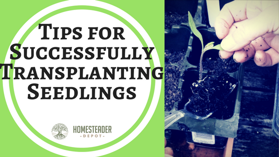 Tips for Successfully Transplanting Seedlings