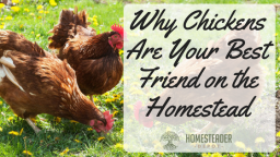 Why Chickens Are Your Best Friend on the Homestead