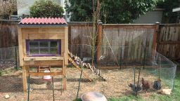 Urban Chickens (Infographic)