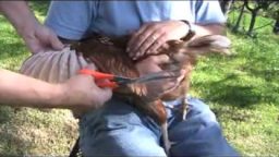 Clipping Chicken’s Wings, The Easy, Painless Way (Video)