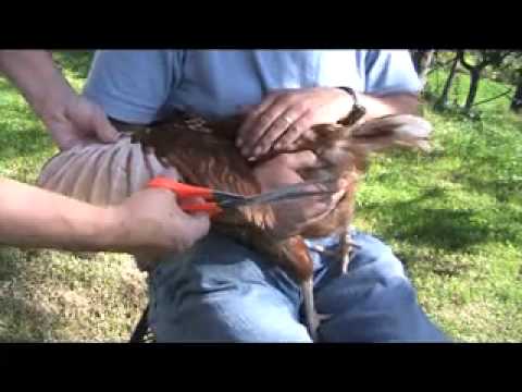 Clipping Chicken's Wings, The Easy, Painless Way (Video)