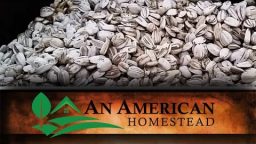 How to Harvest Sunflower Seeds (Video)