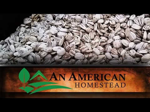 How to Harvest Sunflower Seeds (Video)