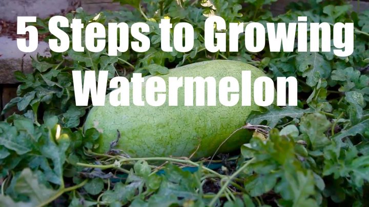 5 Steps to Growing Watermelon (Video)