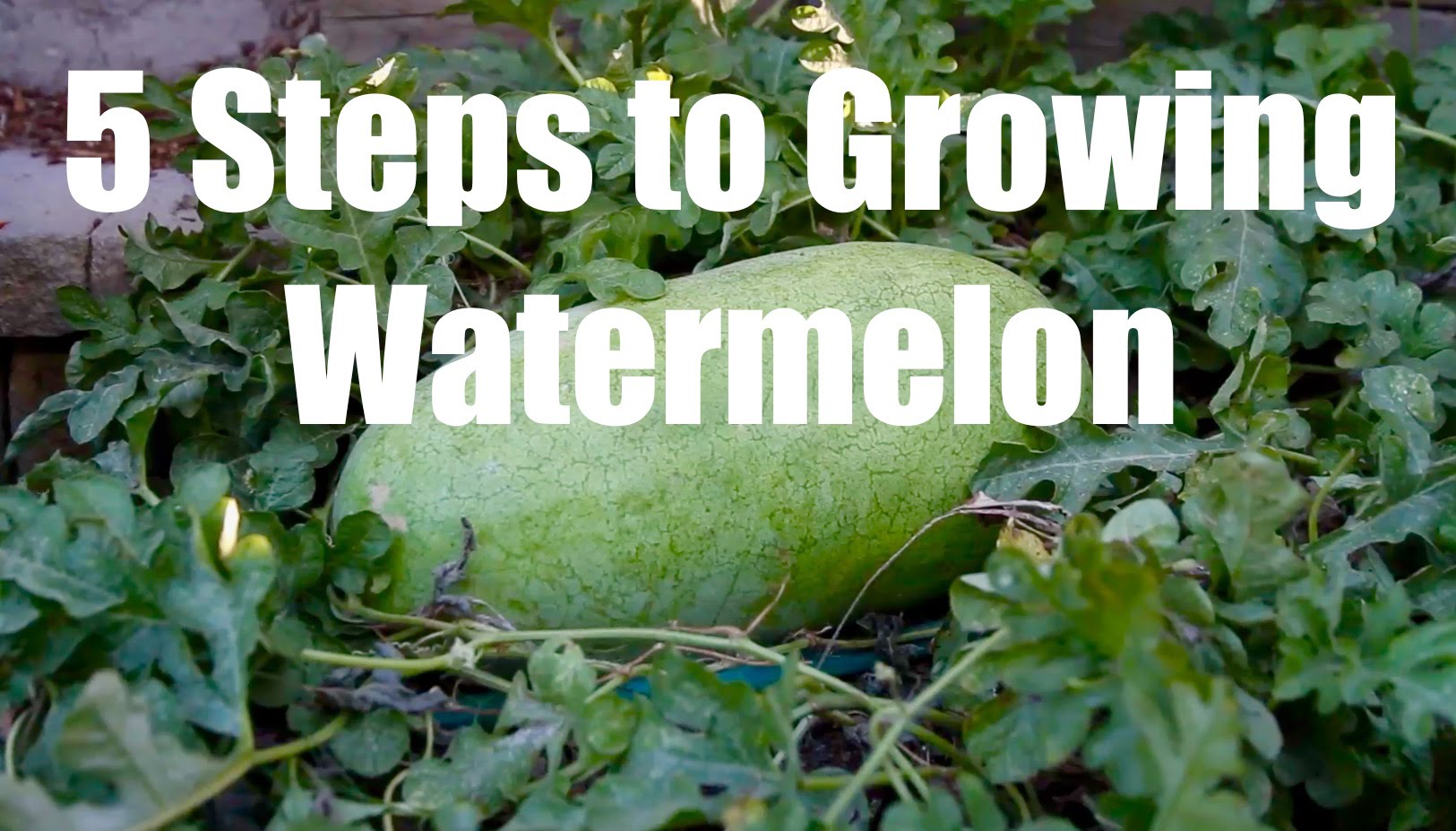 5 Steps to Growing Watermelon (Video)