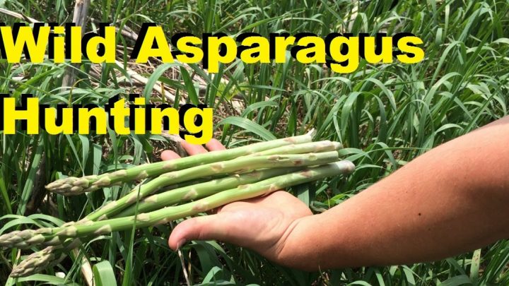 Where and How to Find Wild Asparagus (Video)