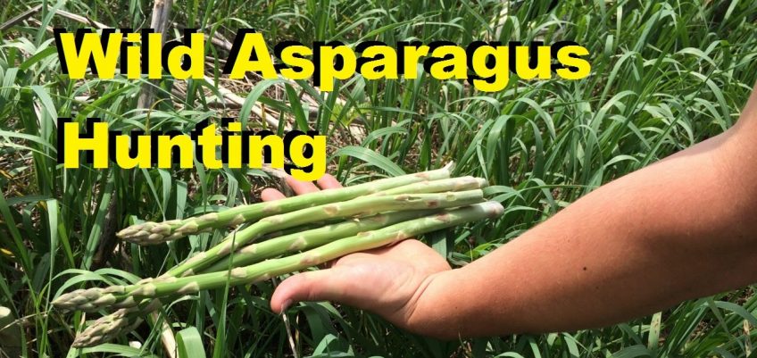 Where and How to Find Wild Asparagus (Video)
