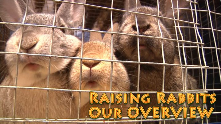 Raising Rabbits for Meat: Overview (Video)