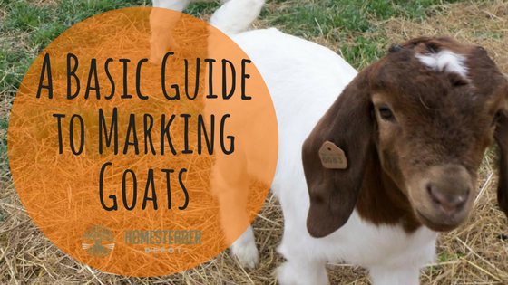 A Basic Guide to Marking Goats