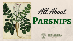 All About Parsnips